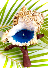 Load image into Gallery viewer, Frog seashell candle with wooden stand