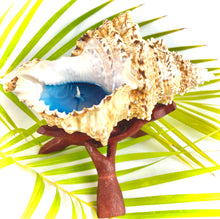 Load image into Gallery viewer, Frog seashell candle with wooden stand