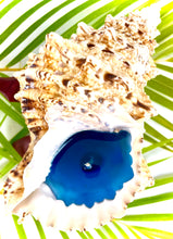Load image into Gallery viewer, Frog seashell candle