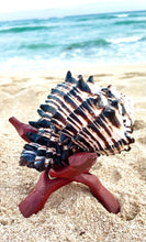 Load image into Gallery viewer, black murex shell candle, plumeria candle