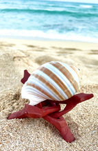 Load image into Gallery viewer, Striped Tonna Shell Candle