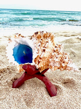 Load image into Gallery viewer, Frog seashell candle