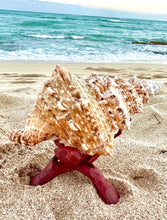 Load image into Gallery viewer, Frog seashell candle