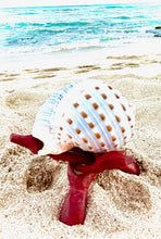 Load image into Gallery viewer, Spotted Tonna Shell Candle