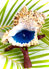 Load image into Gallery viewer, Frog seashell candle with wooden stand
