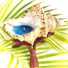 Load image into Gallery viewer, Frog seashell candle with wooden stand
