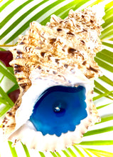 Load image into Gallery viewer, Frog seashell candle

